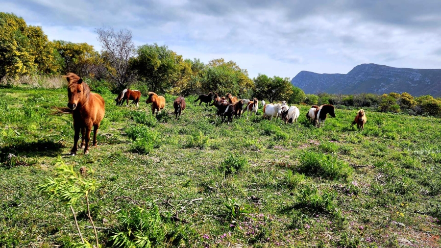 5 Bedroom Property for Sale in Uilenkraalsmond Western Cape